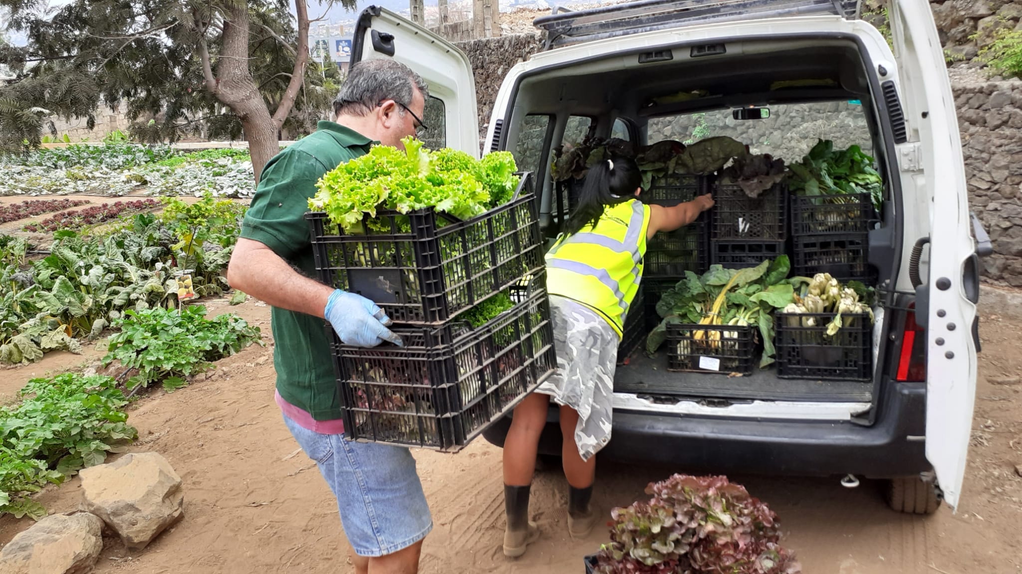 PRIMERAS COSECHAS HUERTO1